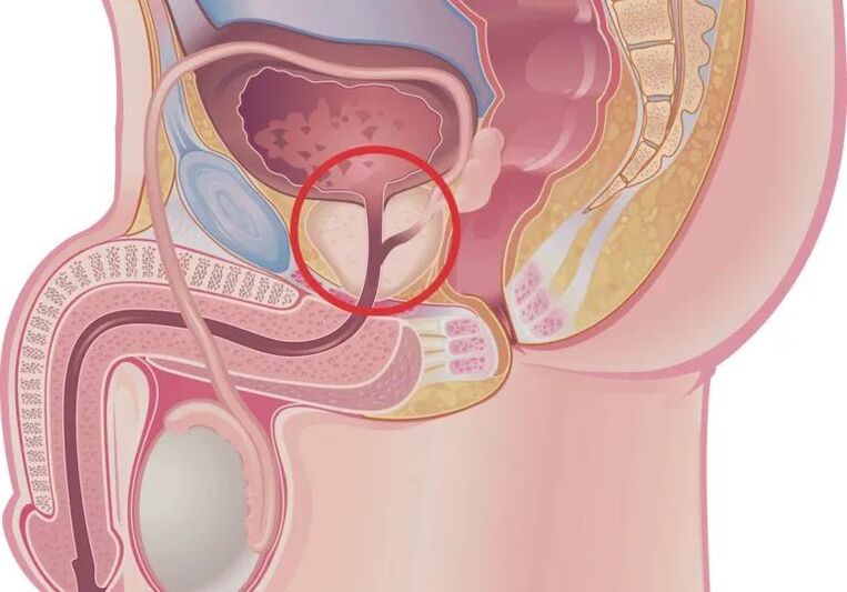 kako pride do erekcije